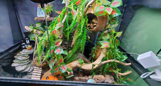 Customer Critter Spotlight: Willow's Hermit Crab Enclosure!