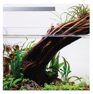 manzanita driftwood aquarium