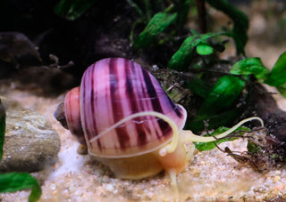 mystery snail in aquarium