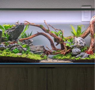 aquarium driftwood
