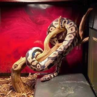 reptile amphibian wood driftwood