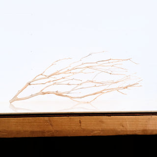 Manzanita Driftwood branch displayed on wooden surface with light natural tones and intricate thin limbs