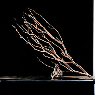 Manzanita Driftwood