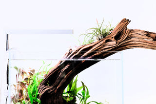 weathered manzanita driftwood branch emerging from an aquarium