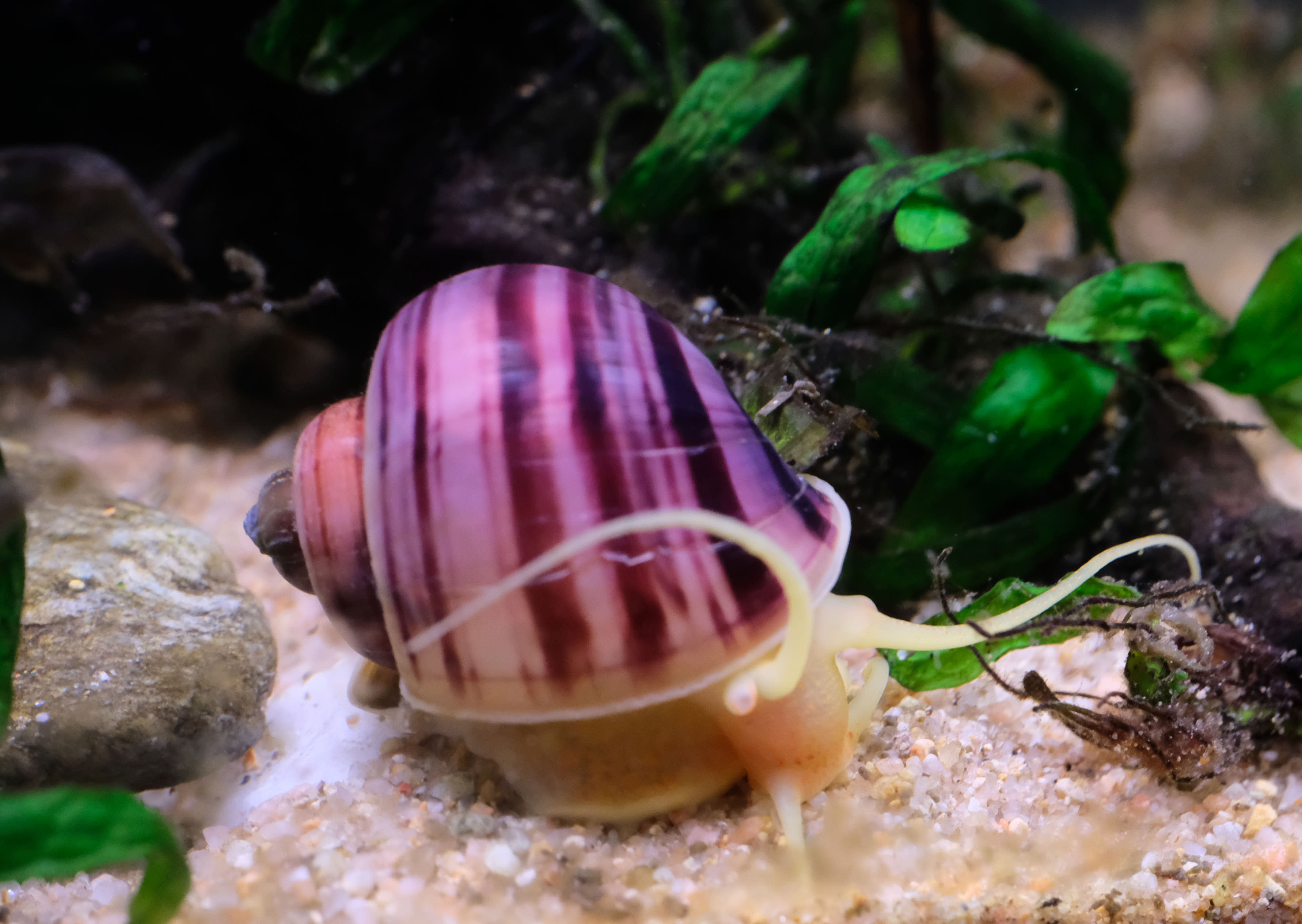 Case Study: Mystery Snail Stuck in the Filter Intake! – Peacemaker Ranch