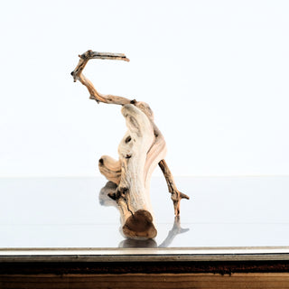 Manzanita Driftwood