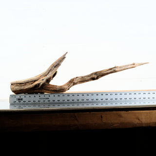 Manzanita Driftwood