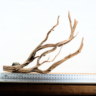 Manzanita Driftwood