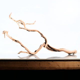 Manzanita Driftwood