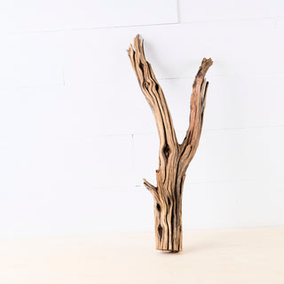 manzanita driftwood