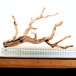 Manzanita Driftwood
