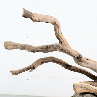 Manzanita Driftwood 29.5" individually photographed showing natural sculptural limbs and smooth grain manzanita for pets aquarium terrarium
