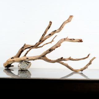 Manzanita Driftwood 33.5" individually photographed with extended sculptural limbs and natural grain manzanita for pets aquarium terrarium