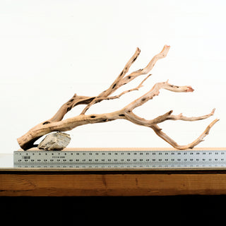 Manzanita Driftwood 33.5" individually photographed with elongated twisting limbs and pale textured manzanita for pets aquarium terrarium