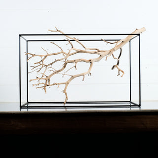 Manzanita Driftwood