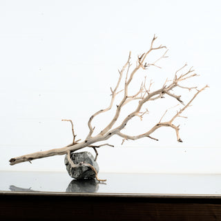 Manzanita Driftwood
