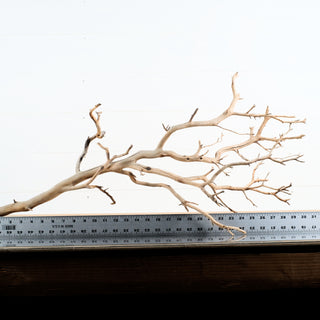 Manzanita Driftwood