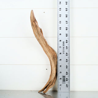 Micro Manzanita Driftwood