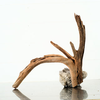 Manzanita Driftwood
