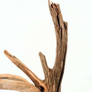 Manzanita Driftwood