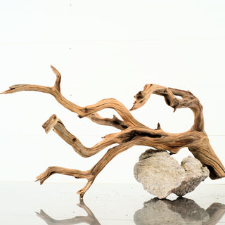 Manzanita Driftwood