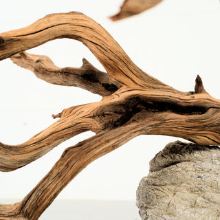 Manzanita Driftwood
