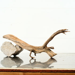 Manzanita Driftwood