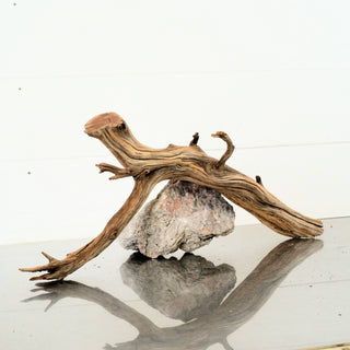Manzanita Driftwood