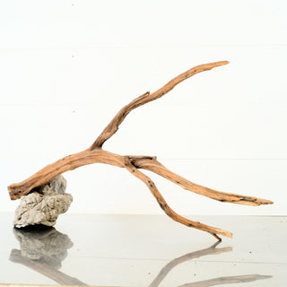 Manzanita Driftwood