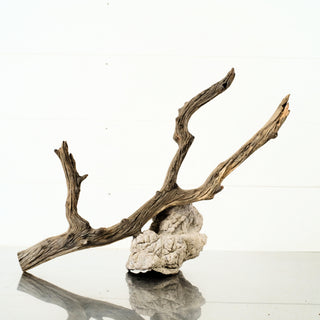 Manzanita Driftwood