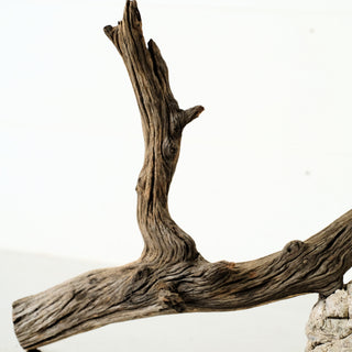 Manzanita Driftwood