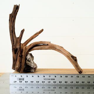 Manzanita Driftwood