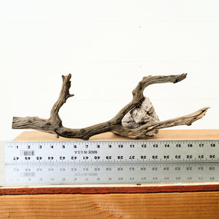 Manzanita Driftwood