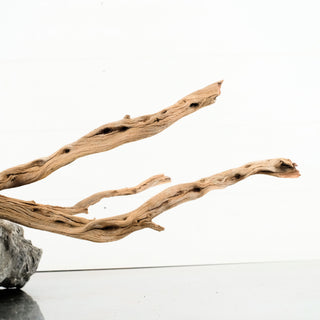 Manzanita Driftwood 31"