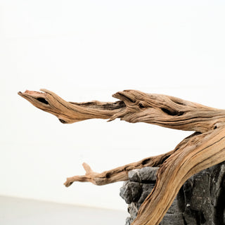 Manzanita Driftwood 12"