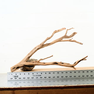 Manzanita Driftwood 19"