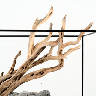 Manzanita Driftwood (Set of 2) 25-26"