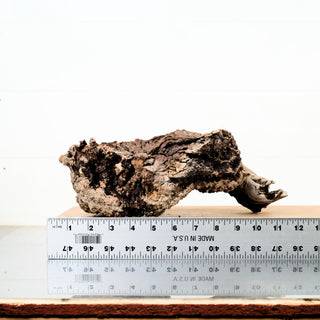 Manzanita Driftwood 12"