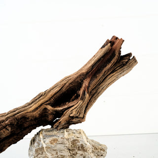 Manzanita Driftwood 18"