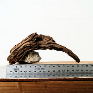 Manzanita Driftwood 17"