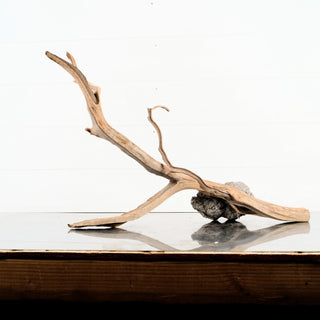 Manzanita Driftwood aquarium driftwood branch displayed on a reflective surface