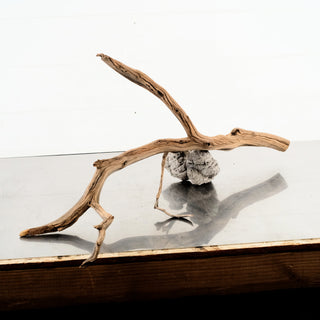 Manzanita Driftwood aquarium driftwood branch displayed on a reflective surface