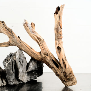 Manzanita Driftwood aquarium driftwood with natural branching shape and weathered texture