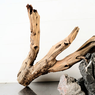 Manzanita Driftwood branching aquarium driftwood with natural curves and weathered texture