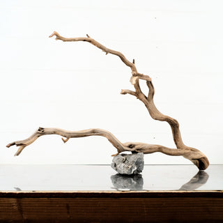 Manzanita Driftwood aquarium driftwood branch sculpture resting on a rock
