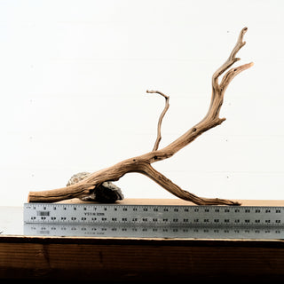 Manzanita Driftwood aquarium driftwood branch with natural twists and branching form