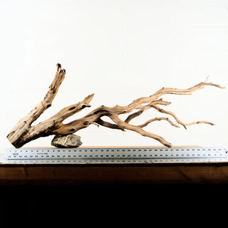 Manzanita Driftwood branching aquarium driftwood piece individually photographed on a white background