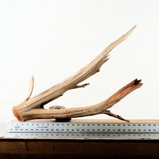 Manzanita Driftwood aquarium driftwood with a natural branching shape and weathered wood texture