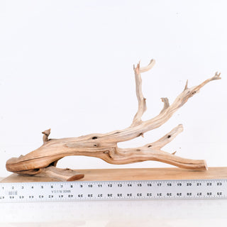 Manzanita Driftwood