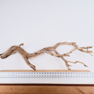 Manzanita 43"